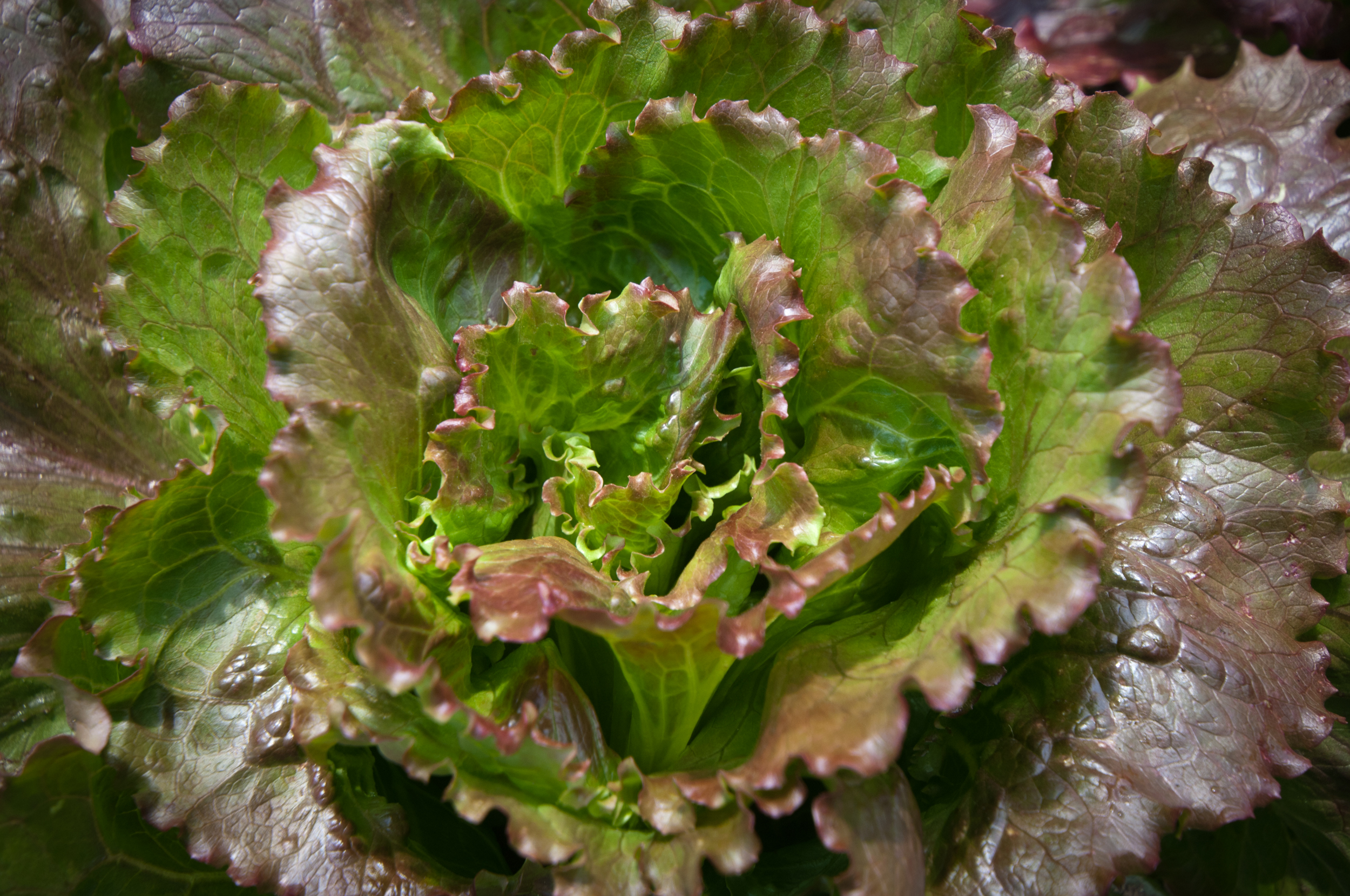 lettuce, organic, farm 